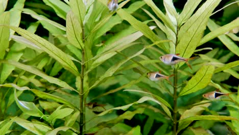 Close-up-shot-of-tropical-fish-swimming-between-green-water-plants-lighting-by-sun