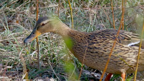 Female-Brown-Duck-between-plants-in-nature-looking-for-food,close-up