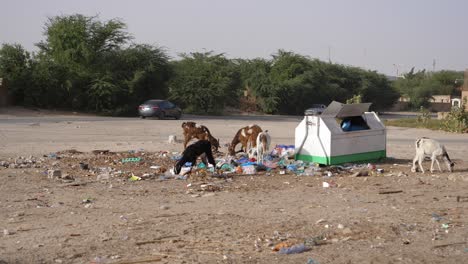 Cabras-Tratando-De-Encontrar-Comida-En-La-Basura-Por-Basurero-Y-Carretera-En-Los-Suburbios-De-Nouakchott,-Capital-De-Mauritania
