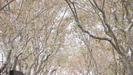 Magical-crowded-tree-alley-in-Barcelona-city-on-bright-day,-tilt-down-view