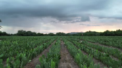 Drone-flying-over-mexican-nopal-plantations-at-sunset-4k,-cloudy-and-low-easy-fly