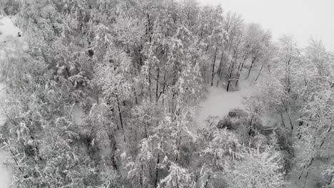Trees-covered-in-snow,-tranquil-forest-in-winter-aerial-view