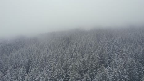 Durch-Einen-Nebel-In-Einen-Dichten-Kiefernwald-Fliegen,-Der-Mit-Schnee-Bedeckt-Ist