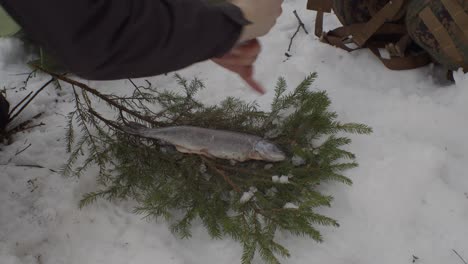 Freshly-caught-fish-peppered-on-sprig-placed-on-snow