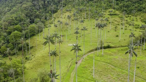 Aerial-Establishing-Shot-of-Wax-Palm-Trees-in-Colombia's-Beautiful-Cocora-Valley