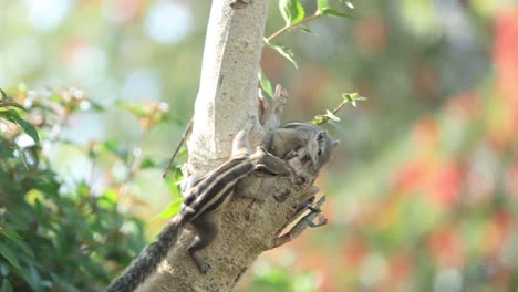 Ardilla-Cansada-Acostada-En-La-Rama