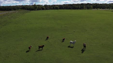 beautiful-horses-sharing-pasture-with-cows-wide-aerial-farm