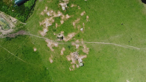 Danish-field-with-free-range-cows