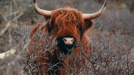 Highland-Cattle-Standing-Behind-Shrubs-In-Netherlands