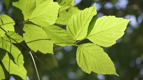 Close-up-shot-of-Cottonwood-tree-leaves-moving-slowly-with-the-wind