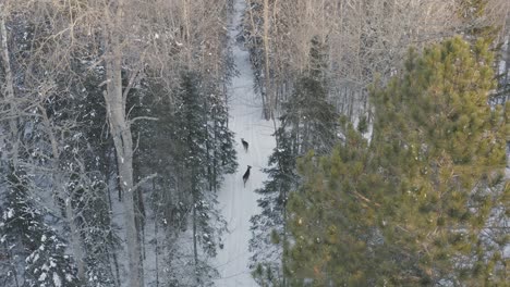 Two-deers-foraging-for-food-along-snow-covered-path-through-woods