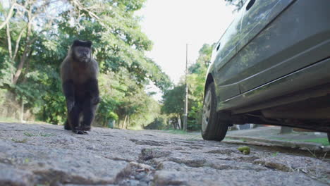 Capuchin-monkey-on-the-road-comes-towards-and-then-leaves-running-in-Brazil,-low-angle-camera,-slow-motion
