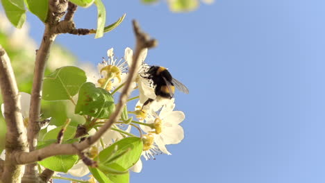 Silhouette-of-a-honey-bee-collecting-pollen-and-disappearing-from-the-shot-in-slowmotion