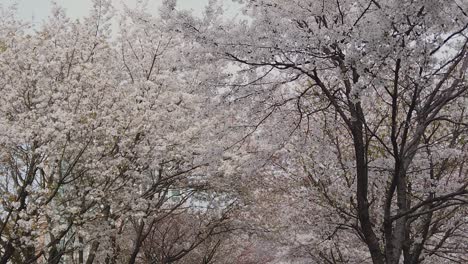 Blühende-Koreanische-Kirschblüte-Auf-Bäumen-Im-Frühjahr