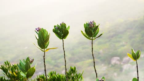 Tropical-purple-calotropis-flowers-on-long-stems-waving-in-wind-on-hazy-day