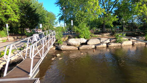 ducks-on-water,-lake,-summertime,-nature,-bridge,-landscape,-park-view