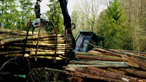 A-newly-harvest-wood-unloaded-to-the-ground