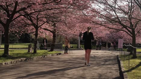 Menschen-Zwischen-Blühenden-Kirschen-In-Kopenhagen-Auf-Dem-Bispebjerg-Friedhof