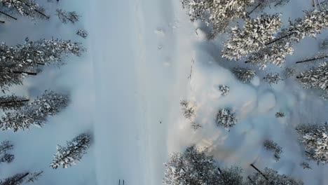 Vista-Aérea-De-Una-Persona-Deslizándose-En-Un-Trineo-Entre-árboles-Cubiertos-De-Nieve-En-Laponia,-Finlandia-En-Invierno