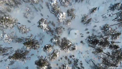 Vista-De-Pájaro-De-Los-árboles-Cubiertos-De-Nieve-En-El-Bosque-Durante-El-Invierno-En-Laponia,-Finlandia---Toma-Aérea