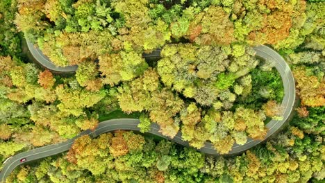 Idyllic-trip-by-driving-through-a-autumn-colored-forest-with-winding-curves-by-a-red-car-filmed-by-a-drone-as-top-down-shot,-wonderful-landscape-impressions-in-4K