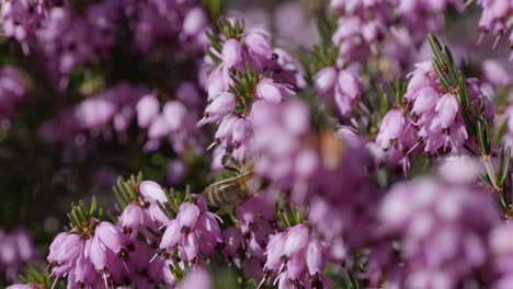 Close-up-shot-of-bee-pollinating-pollen-of-purple-flowerbed-during-springtime