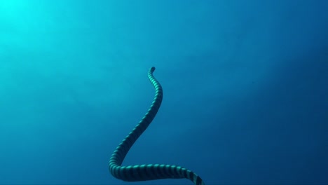 yellow-lipped-sea-snake-ascending-towards-ocean-surface,-close-up-shot