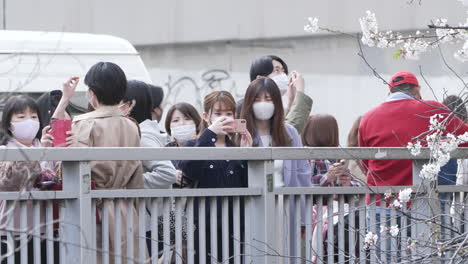 Einheimische-Und-Touristen-Mit-Masken-Strömten-In-Den-Park,-Um-Die-Frühen-Blüten-Der-Sakura-saison-In-Tokio,-Japan-Zu-Fotografieren---Breite-Aufnahme