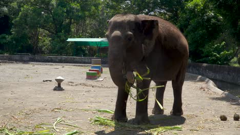 Elefante-Alegre-Juega-Y-Come-Hierba-En-El-Recinto-Del-Zoológico-De-Yogyakarta,-Indonesia
