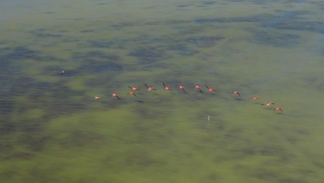 Flock-of-pink-flamingos-flying-over-Oviedo-lagoon,-Dominican-Republic