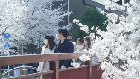 Lugareños-Japoneses-Con-Mascarilla-Durante-La-Visualización-De-Flores-De-Cerezo-En-Medio-De-La-Pandemia-De-Covid19-En-Tokio,-Japón