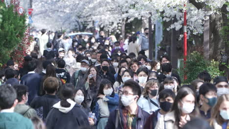 überfüllte-Straßen-In-Japan-Während-Des-Chreey-blütenfestivals---Mittlere-Aufnahme