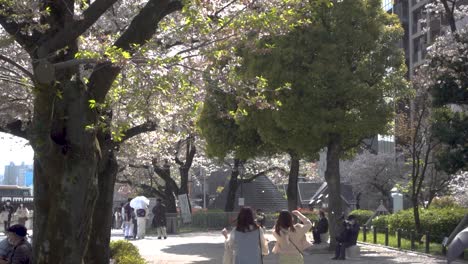 Skurrile-Landschaft-In-Tokio-Mit-Menschen,-Die-Durch-Sakura-blütenblätterregen-Aufwachen
