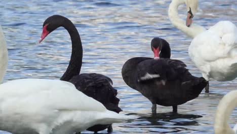Cisnes-Blancos-Y-Negros-Limpiándose-En-Agua-Azul-Ondulante