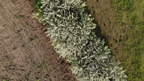 Drone-Orbitando-Sobre-Cerezos-En-Flor-Balanceándose-En-El-Campo-En-Primavera
