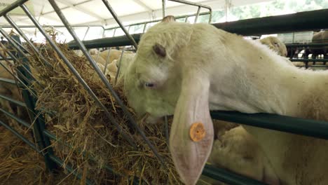 Cerca-De-Una-Oveja-Comiendo-Heno-De-Una-Cesta-Alimentadora-De-Pacas