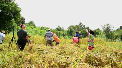 Eine-Gruppe-Von-Arbeitern-Erntet-Reispflanzen-Unter-Der-Hitze-Der-Nachmittagssonne-Auf-Einem-Ackerland,-Während-Eine-Frau-Das-Szenario-Filmt