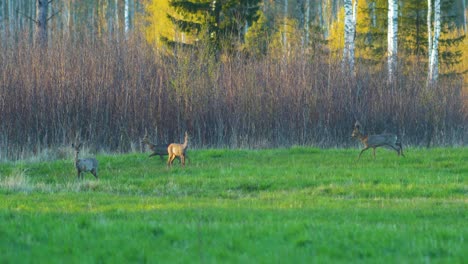 Group-of-wild-European-roe-deer-looking-towards-the-camera-in-a-green-meadow,-sunny-spring-evening,-golden-hour,-medium-shot-from-a-distance
