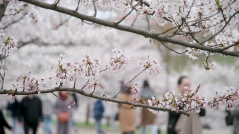 Pétalos-De-Sakura-Rosa-Balanceándose-En-El-Viento-Con-Gente-Borrosa-Caminando-En-El-Parque-De-árboles-De-Sakura-De-Vilnius