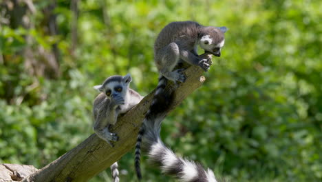Cute-Lemur-Monkeys-resting-on-wooden-branch-and-eating-wood-in-forest-during-summer,close-up