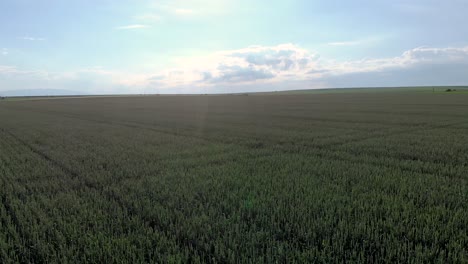 Terreno-Agrícola-Con-Campos-De-Cultivo-De-Trigo-En-La-Mañana-Soleada