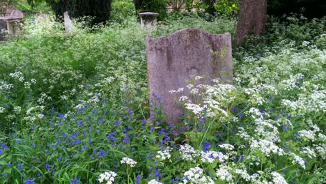 Zanahorias-Silvestres-O-Encaje-De-La-Reina-Ana-Que-Crecen-En-Un-Cementerio-En-Fulham,-Londres,-Reino-Unido