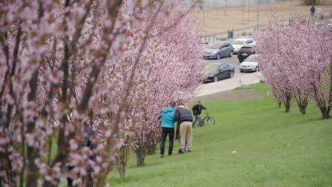 Die-Junge-Familie-Fotografiert-In-Der-Nähe-Von-Sakura-Kirschblüten-Im-Park-Von-Vilnius