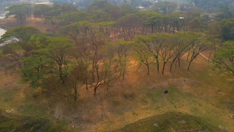 Luftaufnahme-Des-örtlichen-Parks-Mit-Bäumen-Und-Pfad-Auf-Dem-Gelände-Der-Jahangirnagar-universität