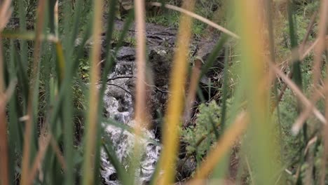 SLOW-MOTION,-Creek-Water-Flowing-Downstream,-Foreground-Native-Grasses