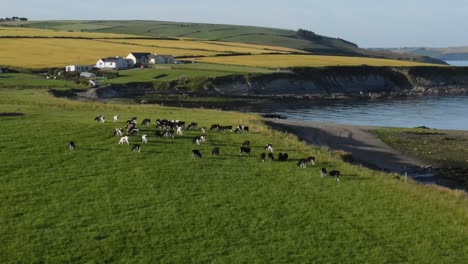Evening-aerial-footage-over-green-fields-and-cattle-farm-in-coastal-Ireland