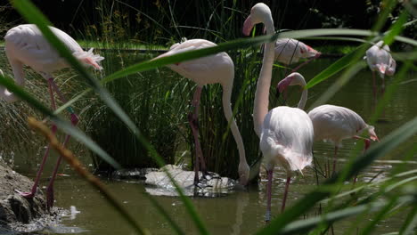 Slow-motion-shot-showing-group-of-wild-flamingos-resting-in-natural-pond-between-water-plants-in-summer