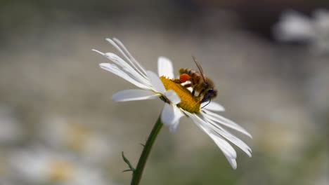 Makro-Nahaufnahme-Der-Biene,-Die-Während-Der-Bestäubungszeit-Pollen-In-Der-Kamillenblüte-Sammelt
