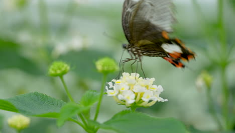 Foto-Macro-De-Mariposa-Monarca-Loca-Recogiendo-Néctar-Con-Patas-De-Flor-Floreciente