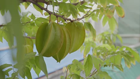 Sternfrucht-Im-Garten-Mit-Einem-Hintergrund-Aus-Grünen-Blättern,-Die-Ziemlich-üppig-Sind-Und-Ein-Wenig-Verschwommen-Aussehen_4k24fps